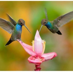 Meet your Posher, Ann